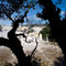 Iguazu Falls