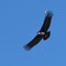 3 Tages Trip, Colca Canon, Cruz del Condor