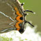 Kienbaum, Brandenburg 19.06.2011, Satyrium w-album