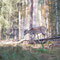 Schorfheide, Brandenburg 24.10.2015, Damhirsch 