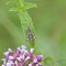 Altmühltal Bayern 08.07.2014,  Zypressenwolfsmilch-Glasflügler