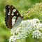 Schwäbische Alb, B-W 04.07.2010, Limenitis reducta