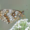 Kienbaum, Brandenburg 19.06.2011, Melitaea athalia