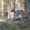 Schorfheide, Brandenburg 24.10.2015, Damhirsch 