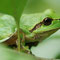 Steigerwald, Bayern 08.06.2009, Laubfrosch