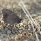 Lieberose, Brandenburg 16.08.2014, Hipparchia statilinus