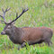 SEPTEMBER 2014 / Rothirsch (Servus elaphus)