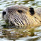NOVEMBER 2014 / Nutria (Myocastor coypus)