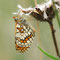 Kaiserstuhl, B-W 11.08.2010, Melitaea parthenoides