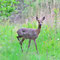 APRIL 2015 / Reh (Capreolus capreolus)