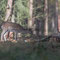 Schorfheide, Brandenburg 24.10.2015, Damhirsch 