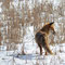 Braunsberg, Brandenburg 17.03.2013, Rotfuchs