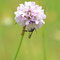 Trampe , Brandenburg 17.06.2012, Synansphecia muscaeformis