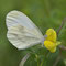 Kleinsaubernitz, Sachsen 14.07.2014, Leptidae sinapis-reali