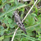 Helmershausen, Thüringen 09.07.2011, Psophus stridilus (Rotflüglige Schnarrschrecke)
