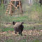 Spreewald, Brandenburg 07.04.2014, Wildschwein