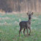 Spreeau, Brandenburg 14.04.2013, Reh