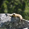Berchtesgardener Land, Bayern 13.06.2013, Alpenmurmeltier