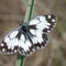 Kienbaum, Brandenburg 05.07.2008, Melanargia galathea