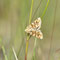 Templin, Brandenburg 07.06.2013, Hadena irregularis