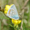 Pottenstein, Bayern 17.05.2012, Polyommatus icarus