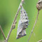 Wünsdorf, Brandenburg 18.06.2011, Nymphalis antiopa