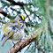 FEBRUAR 2015 / Wintergoldhähnchen (Regulus regulus)