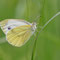 Pottenstein, Bayern 13.06.2011, Pieris napi