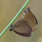Münchehofe, Brandenburg 27.07.2009, Aphantopus hyperantus