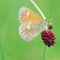 Kochel am See, Bayern 18.07.2008, Coenonympha tullia