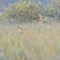 Stettiner Haff, MV 19.07.2014, Rothirsch