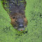 Maßlau, Sachsen- Anhalt 07.06.2012, Nutria