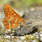 JUNI 2014 / Eschen-Scheckenfalter (Euphydryas maturna