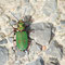 Gompertshausen, Thüringen 23.05.2010, Cicindela campestris
