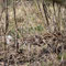Uhyst, Sachsen 26.03.2012, Wildschwein