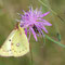 Münchehofe, Brandenburg 25.07.2009, Colias hyale