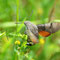 Pottenstein, Bayern 12.06.2011, Macroglossum stellatarum