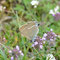 Bichishausen, B-W 05.07.2011, Satyrium spini 