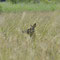 Spreeau, Brandenburg 16.06.2014, Rothirsch