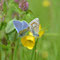 Pottenstein, Bayern 17.05.2012, Polyommatus icarus