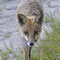 Zühlen, Brandenburg 21.06.2014, Rotfuchs