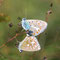 Kyffhäuser, Thüringen 17.08.2009, Polyommatus bellargus