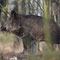 Spreeau, Brandenburg 18.01.2014, Wildschwein