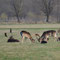 Nassenheide, Brandenburg 20.04.2013, Damwild