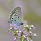 Lieberose, Brandenburg 16.08.2014, Plebejus argus