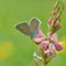 Geba, Thüringen 01.06.2014, Polyommatus semiargus