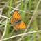 Münchehofe, Brandenburg 10.06.2012, Lycaena dispar