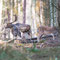 Schorfheide, Brandenburg 24.10.2015, Damhirsch 