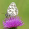 Münchehofe, Brandenburg 25.07.2010, Melanargia galathea