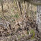 Uhyst, Sachsen 26.03.2012, Wildschwein
